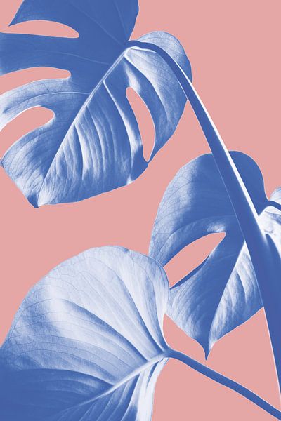 Monstera Violett 05 von Pictufy Studio III
