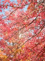 L'automne aux Pays-Bas