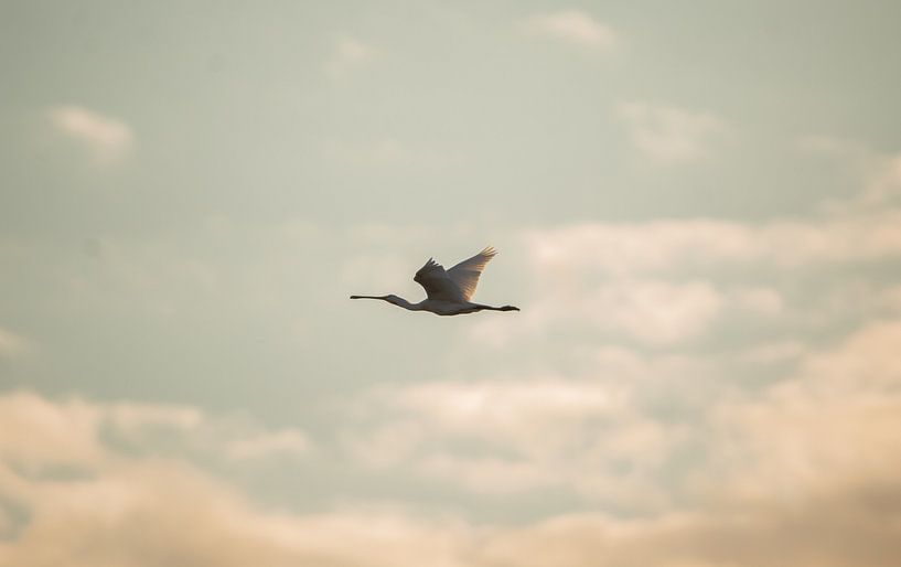 Flying spoonbill at sunset by Talitha van den Brink