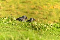 Liebe liegt in der Luft