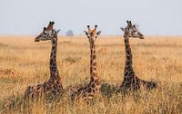 The three giraffes in Kidepo Uganda