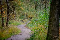 Herbstfarben des Schwarzwassers