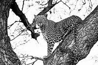 Little Bush Vrouwtjes Luipaard