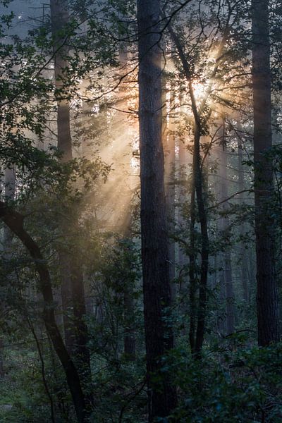 nur ein Traum von Bart Liesenborgs