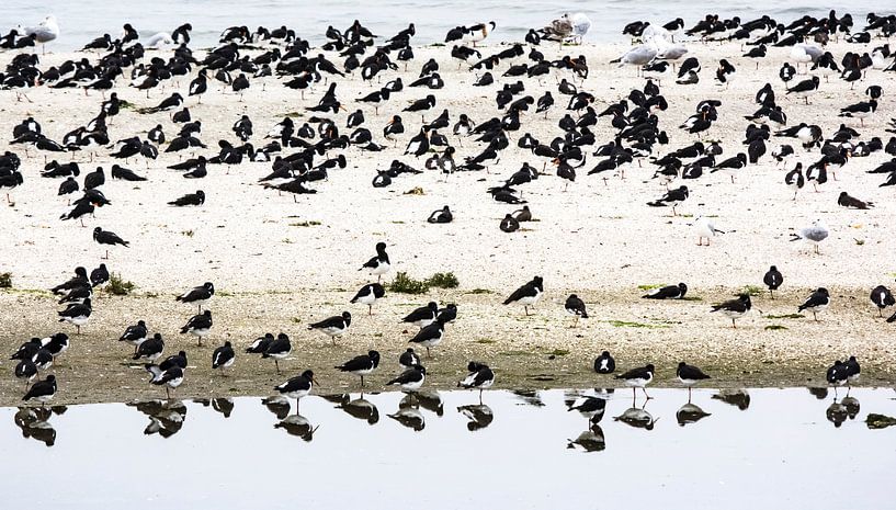 Austernfischer auf der Watteninsel Ameland von Bianca Fortuin