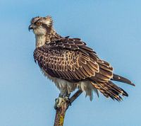 Osprey