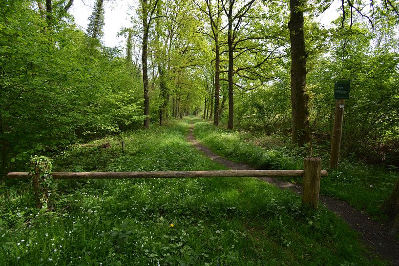De Brand, Naturschutzgebiet bei Udenhout von Hans Janssen