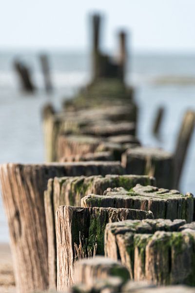Palen aan zee by Inge Heeringa
