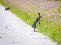 Pair of hares along the meadow