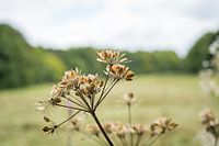 Die Natur des Amsterdamer Waldes