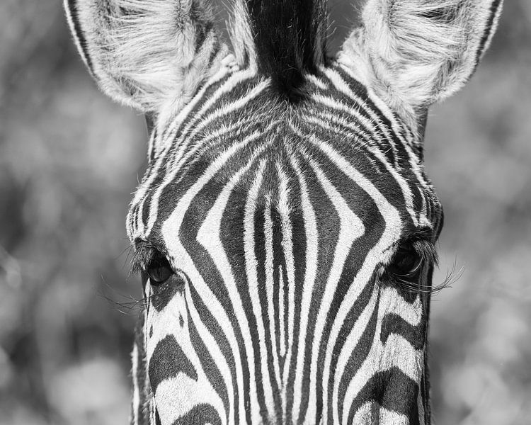 Strichcode von Lennart Verheuvel