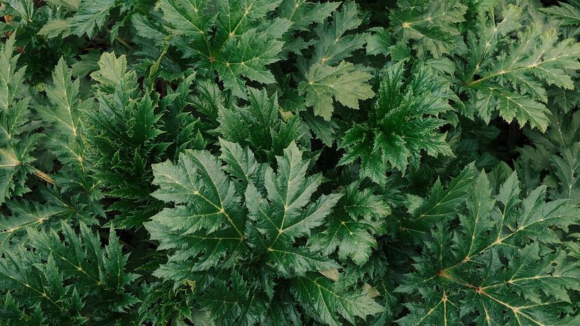 La bardane par Pieter Frans Flameling