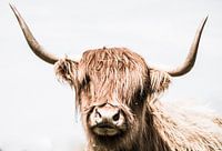 schottischer Highlander