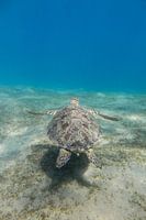 Swimming sea turtle, Egypt