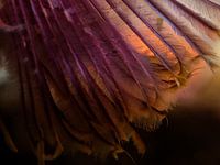 Die Pracht der Sabella pavonina