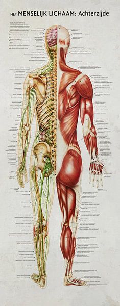 Menschlicher Körper zurück von Kurt Schraepen