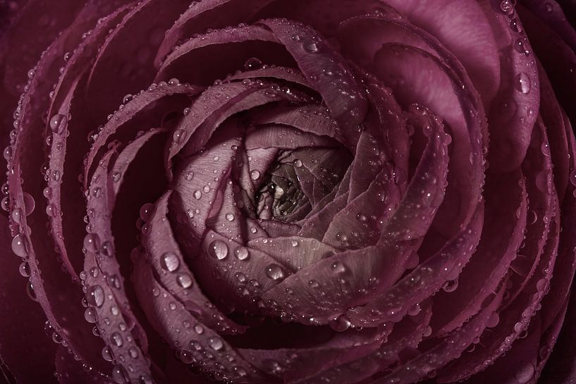 Une renoncule rose ancienne avec des gouttes d'eau s'ouvre lentement. par Marjolijn van den Berg