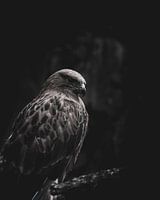 Le regard d'un aigle