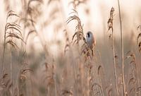 Park Lingezegen Teil 15