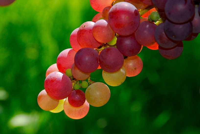 La vigne 1.3 par Ingo Laue