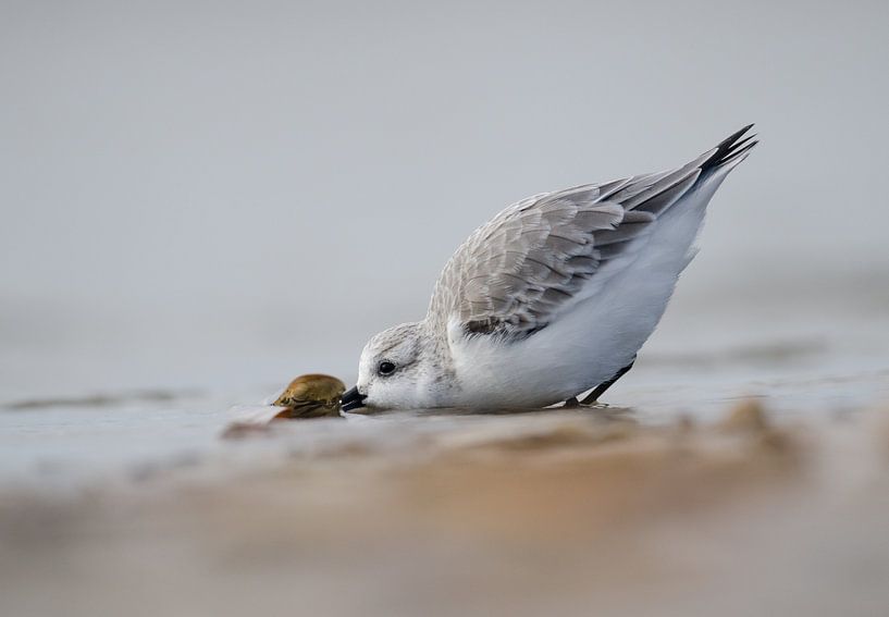 Drieteendtrandloper by Annelies 't Hooft