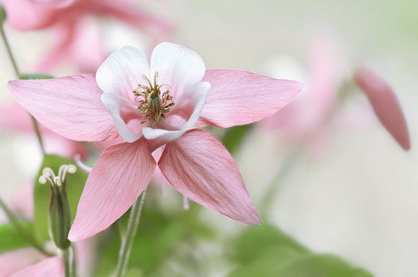 Pink Akelei von Violetta Honkisz