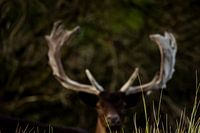 Abstract fallow deer behind blades of grass