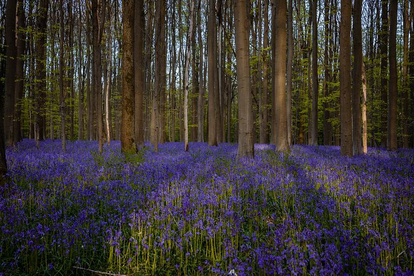 Hallerbos forest during springtime with bluebells flowers and green trees. Halle, Bruxelles, Belgium von Thilo Wagner