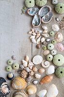 Muschelsammlung auf Sand und Holz