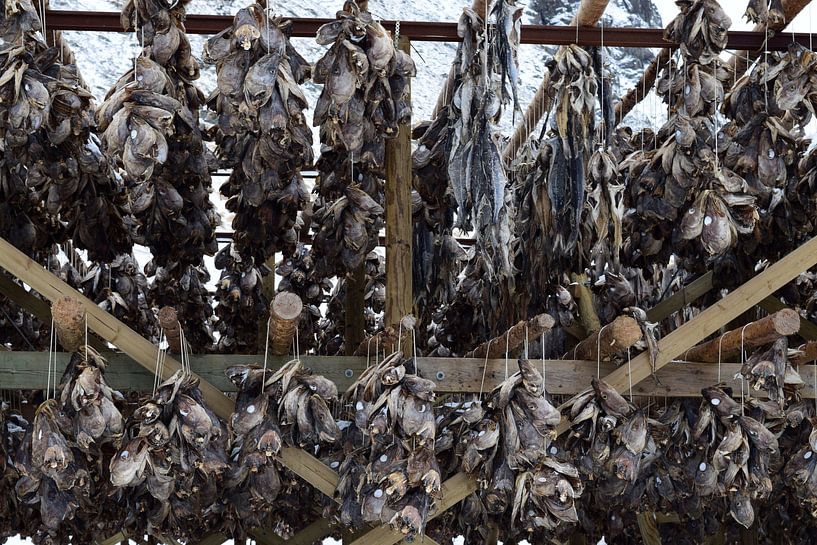 Têtes de poisson (morue) à sécher sur une grille dans la neige par Studio LE-gals