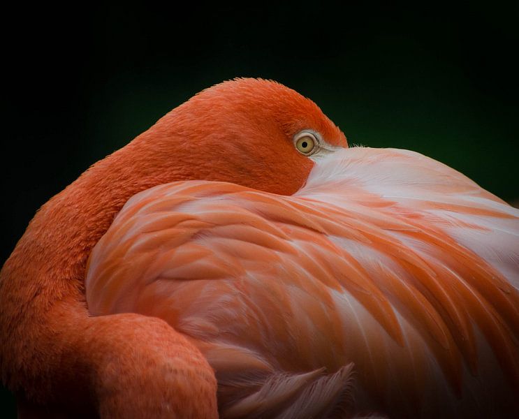 Flamingo von Eduard van Holland