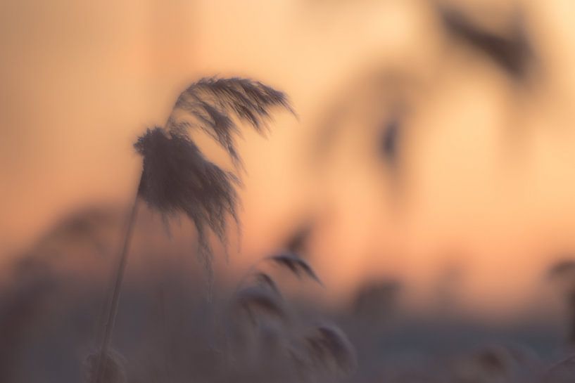 Reed by Ries IJsseldijk
