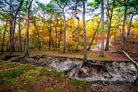 Forest in dunes of Schoorl