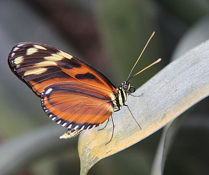 Golden Helicon by Wilma Overwijn