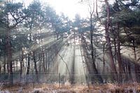 sunrays on the heath of the Veluwe