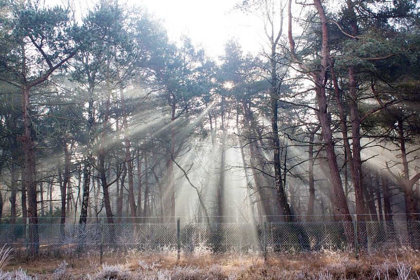 sunrays on the heath of the Veluwe by Marieke Smetsers