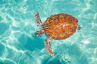 Schildkröte auf Curaçao