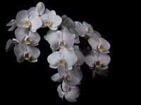 white orchid