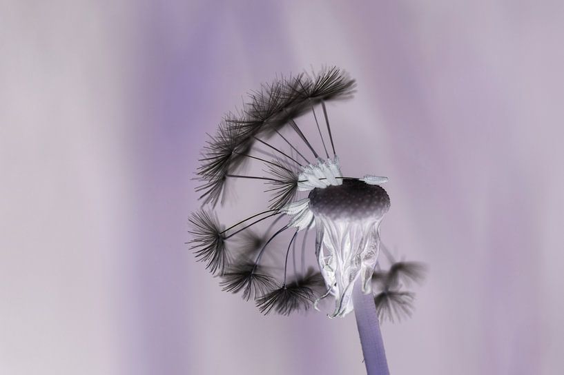 Boule de peluche autre que différente ( peluche de graine noire d'un pissenlit) par Birgitte Bergman