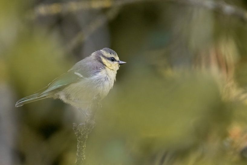 Young blue tit covered by the play of colors of a plum tree by Premek Hajek
