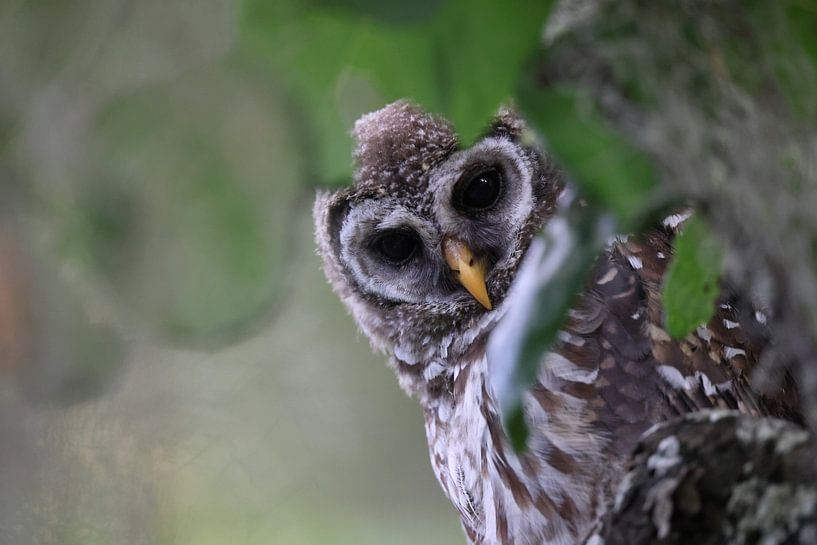 jeune chouette rayée Floride USA par Frank Fichtmüller