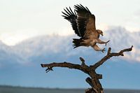 Imperial eagle in Spain - The Majesty of the Wilderness
