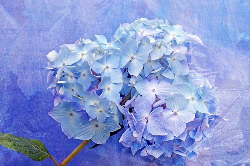 Zarte Blüte by Martina Fornal