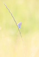 Icarusblauwtje ochtend