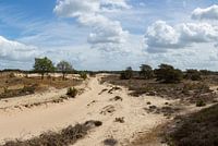 De Kale Duinen, Aekingerzand in the Drents-Friese Wold