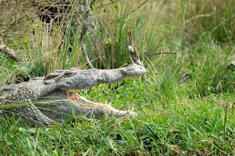 Eyes above the water - The invisible power of the Nile by Rick Massar