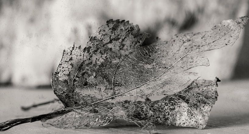 Blätter verdorren von Ellen Driesse