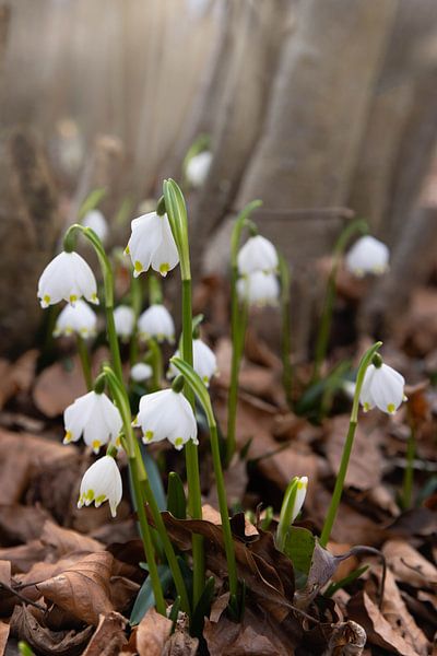Les premiers signes du printemps par Christina Bauer Photos