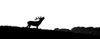 Red deer in silhouette (buck)