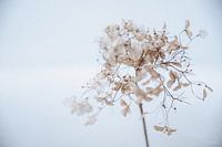 Hortensie im Schnee 8